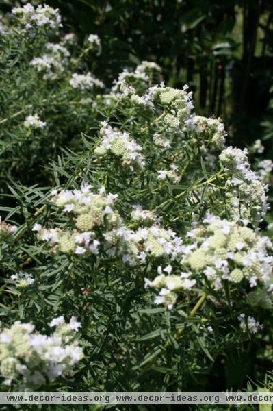 traditional landscape by Benjamin Vogt / Monarch Gardens