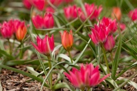 A Spring Walk Through Piet Oudolf’s New Garden in the Bronx