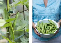 Summer Crops: How to Grow Beans