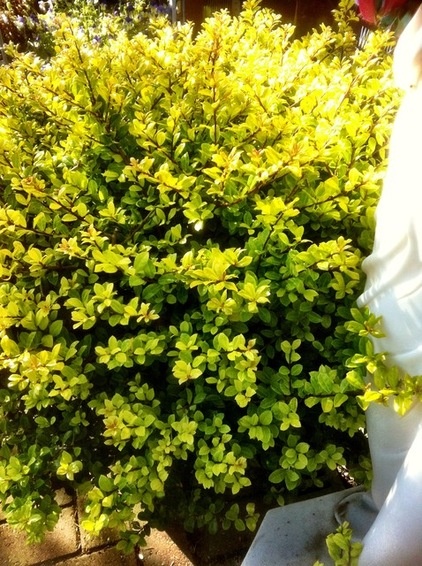 traditional landscape Ilex crenata 'Golden Gem'