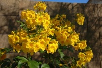 Great Design Plant: Yellow Bells, a Screening Queen