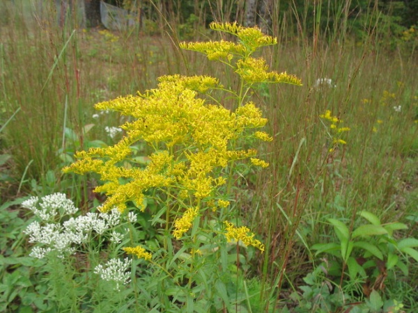 Celebrate Our Many Native Goldenrods