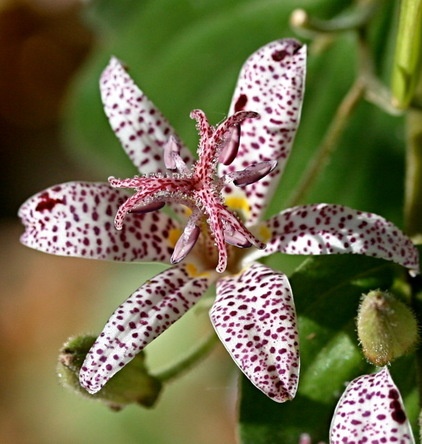 traditional landscape Toad lily, Photo by Shotaku