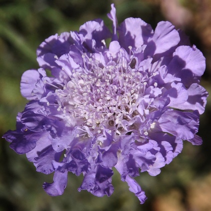 traditional landscape Butterfly blue pincushion