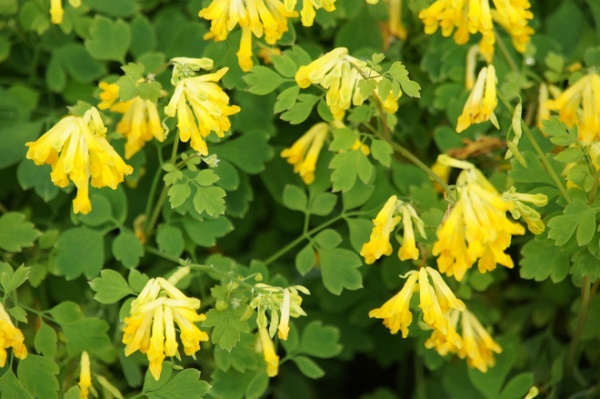 traditional landscape Corydalis lutea (syn. Pseudofumaria lutea)