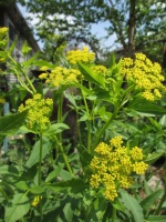 Great Design Plant: Golden Alexanders for Early Spring Color