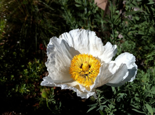 landscape matilija poppy