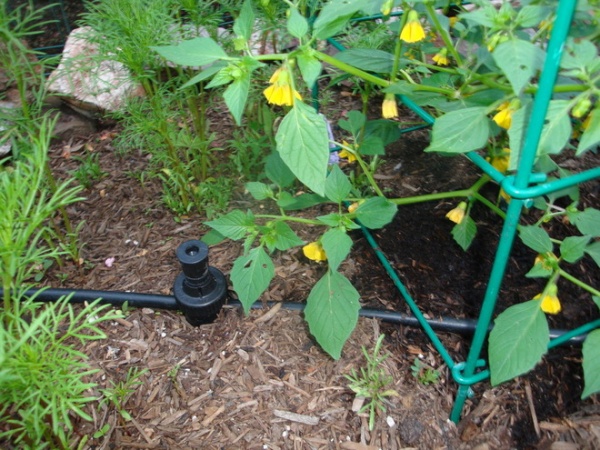 The Basics of Watering by Hand