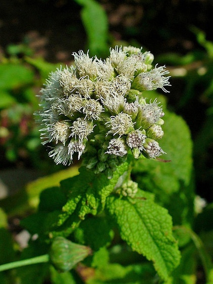 landscape Eupatorium perfoliatum