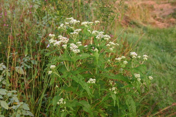 landscape Eupatorium perfoliatum