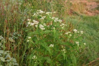 Great Design Plant: Boneset Helps Good Bugs Thrive