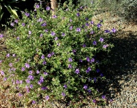 Great Design Plant: Desert Ruellia Brings Beauty to Dry Gardens