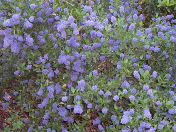 Ceanothus thyrsiflorus