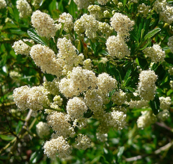 Ceanothus thyrsiflorus