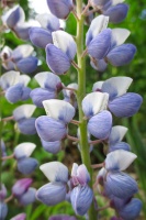 Great Design Plant: Wild Lupine Dresses Up Rocky Gardens