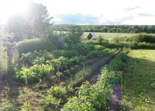 traditional landscape My Vegetable Garden