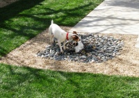 8 Backyard Ideas to Delight Your Dog