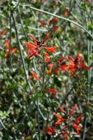 Great Design Plant: Chuparosa Brightens Casual Desert Gardens