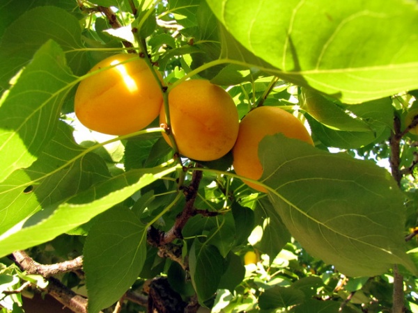 landscape Apricot tree