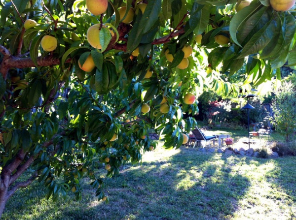 landscape Elberta White Peach Tree