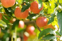 How to Grow 10 Favorite Fruit Trees at Home