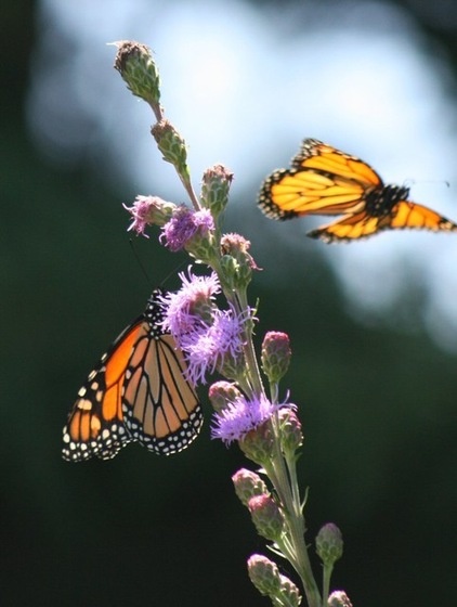 landscape by Benjamin Vogt / Monarch Gardens