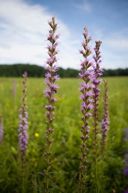 landscape by Longwood Gardens