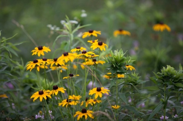 landscape by Longwood Gardens