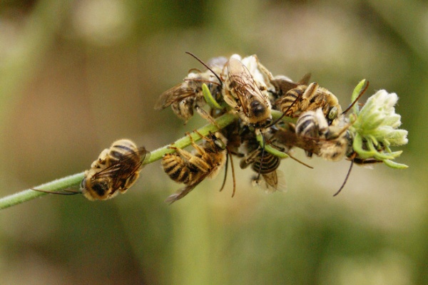 landscape Longhorn bees on California buckwheat