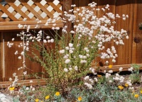 Great Design Plant: California Buckwheat Pleases Pollinators