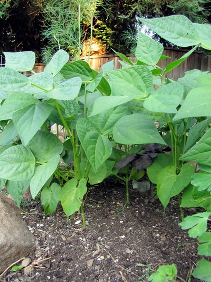 landscape Bush Blue Lake green beans