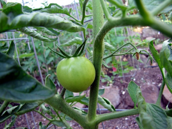 Tomato