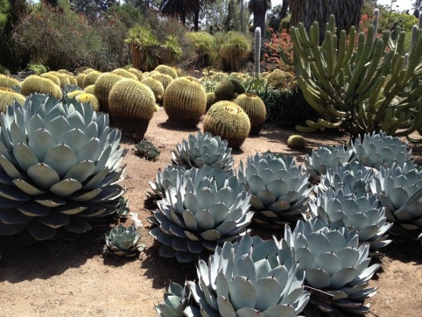 mediterranean landscape Huntington Desert Garden