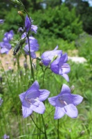 Great Design Plant: Color Ouside the Lines With Harebell