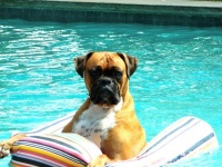 Houzz Call: Show Us Your Summer-Loving Dog!