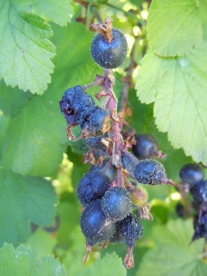 landscape Ribes sanguineum