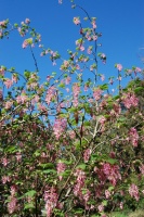 Great Design Plant: Feed Wildlife With Flowering Currant