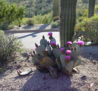 Great Design Plant: Beavertail Prickly Pear Wows With Color