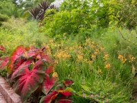 Great Garden Combo: Tropical Beauties for a Sun-Drenched Border