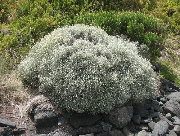 Landscape Leucophyta brownii