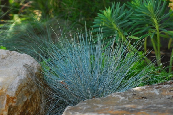 Mediterranean Landscape by Astrid Gaiser Garden Design, LLC