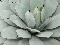 Get a Cool Garden Look With Gray and Blue Plants