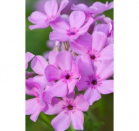 Great Design Plant: Prairie Phlox Draws Winged Beauties