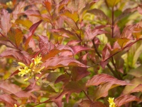 Great Design Plant: Northern Bush Honeysuckle, a Bronze Beauty