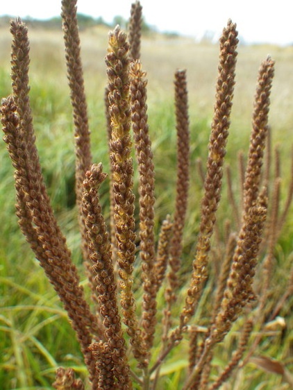 Landscape Blue Vervain