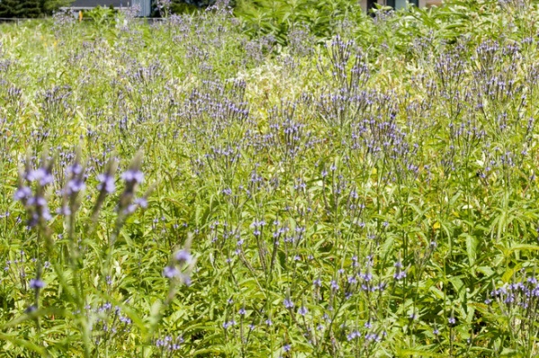 Landscape Blue Vervain