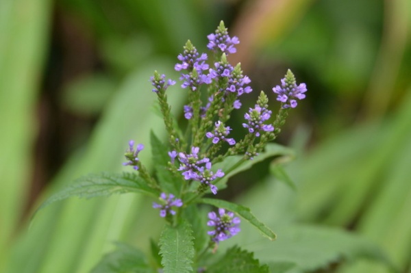 Blue Vervain