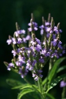 Great Design Plant: Blue Vervain Soars in Soggy Soils