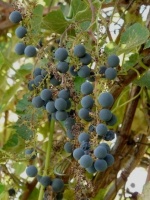 Great Design Plant: Try California Wild Grape for Interest All Year