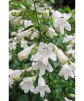 Great Design Plant: Try Penstemon Digitalis for Showy White Blooms